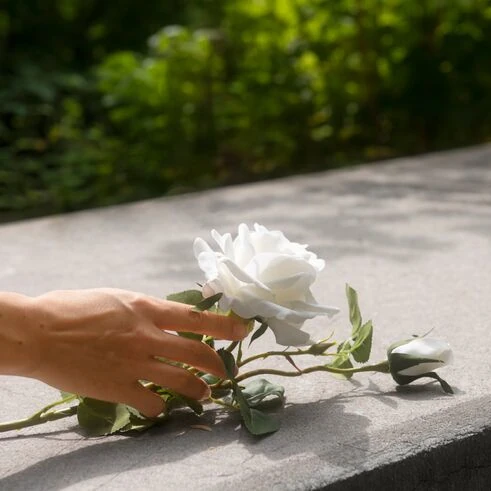 Eine Hand legt behutsam eine weiße Rose auf einen Grabstein – ein stiller Moment des Abschieds inmitten grüner Natur